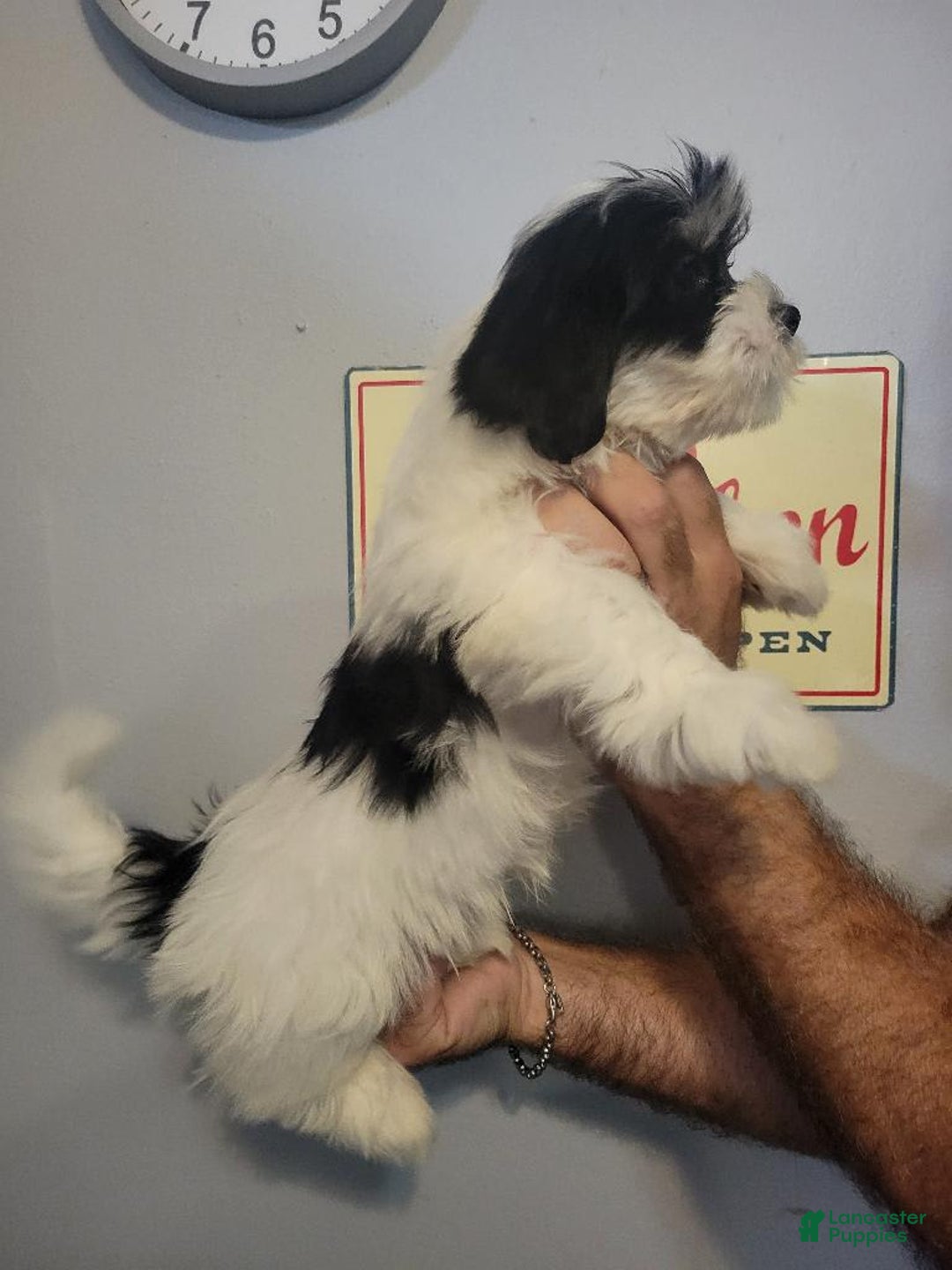 Teddy Bear dogs for sale: Ted - Image 4