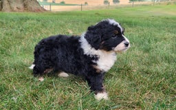 Mini Bernedoodle dogs for sale: Sydney - Image 2