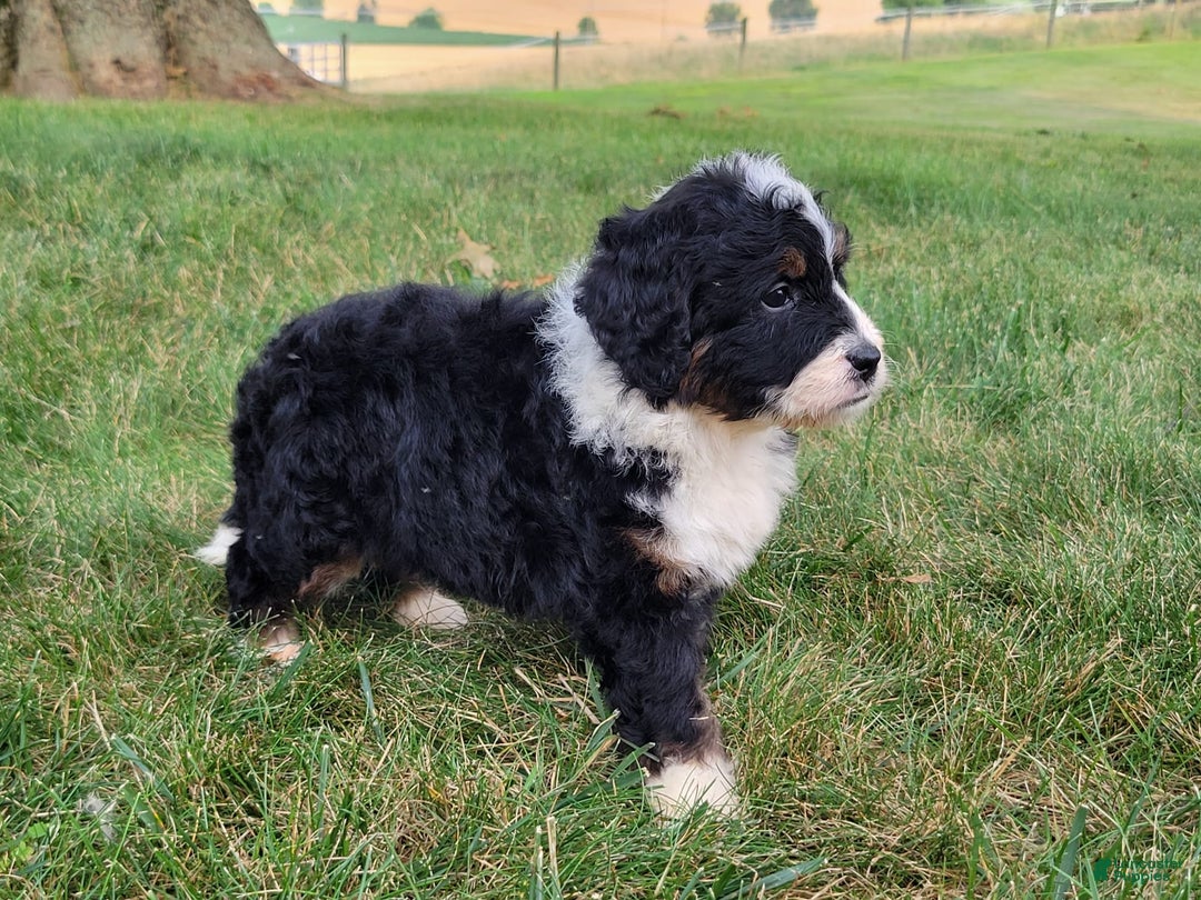 Mini Bernedoodle dogs for sale: Sydney - Image 2