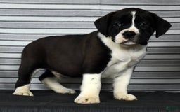 Beabull dogs for sale: Aaron - Image 1