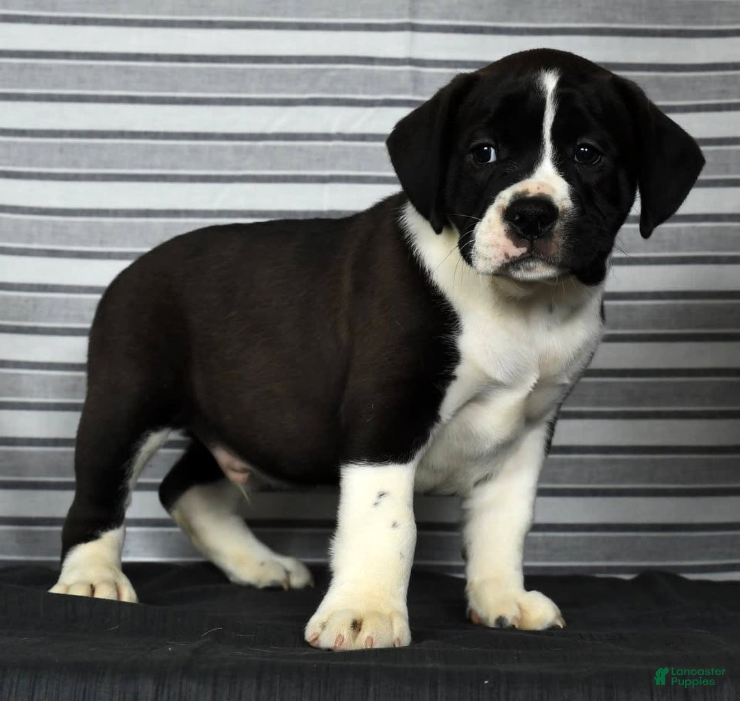 Beabull dogs for sale: Aaron - Image 1