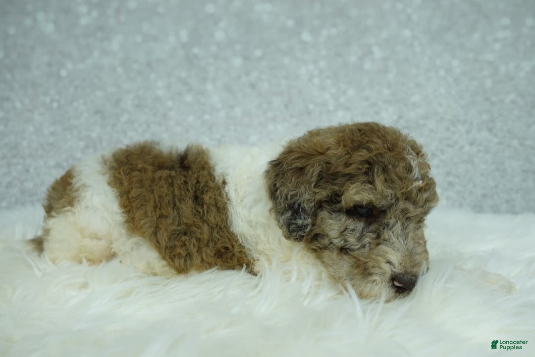 Newfypoo dogs for sale: Penny F1b - Image 2