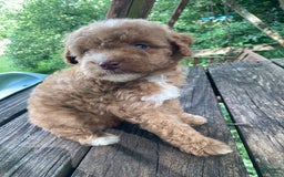 Miniature Poodle dogs for sale: Dexter - Image 25