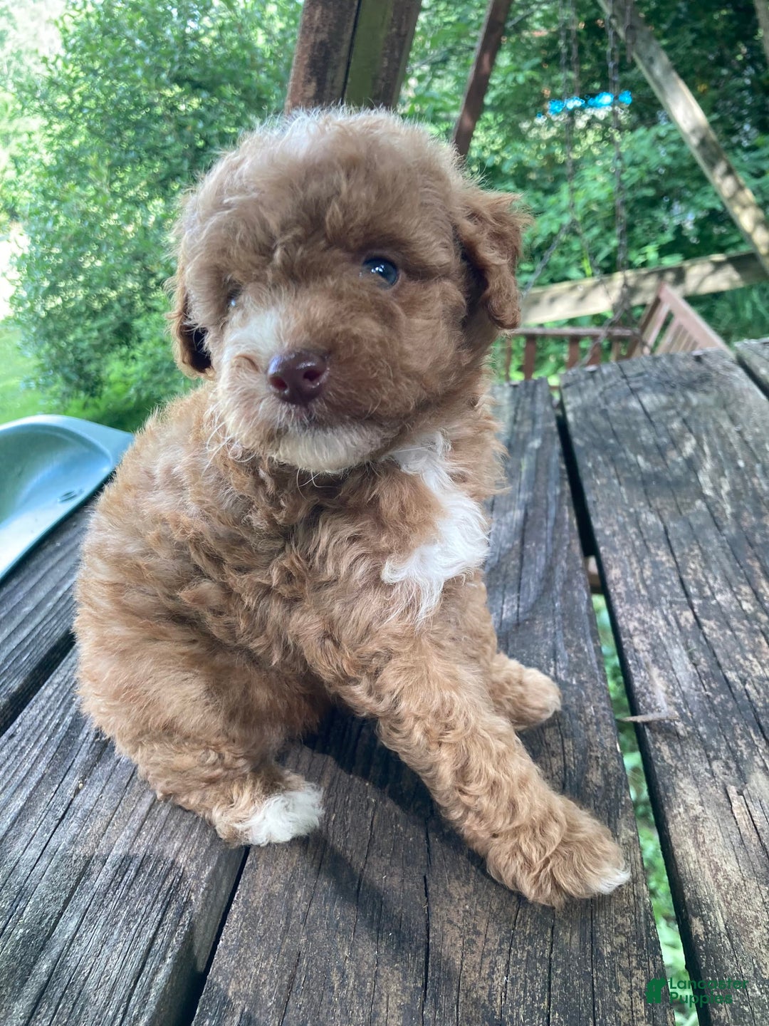 Miniature Poodle dogs for sale: Dexter - Image 25