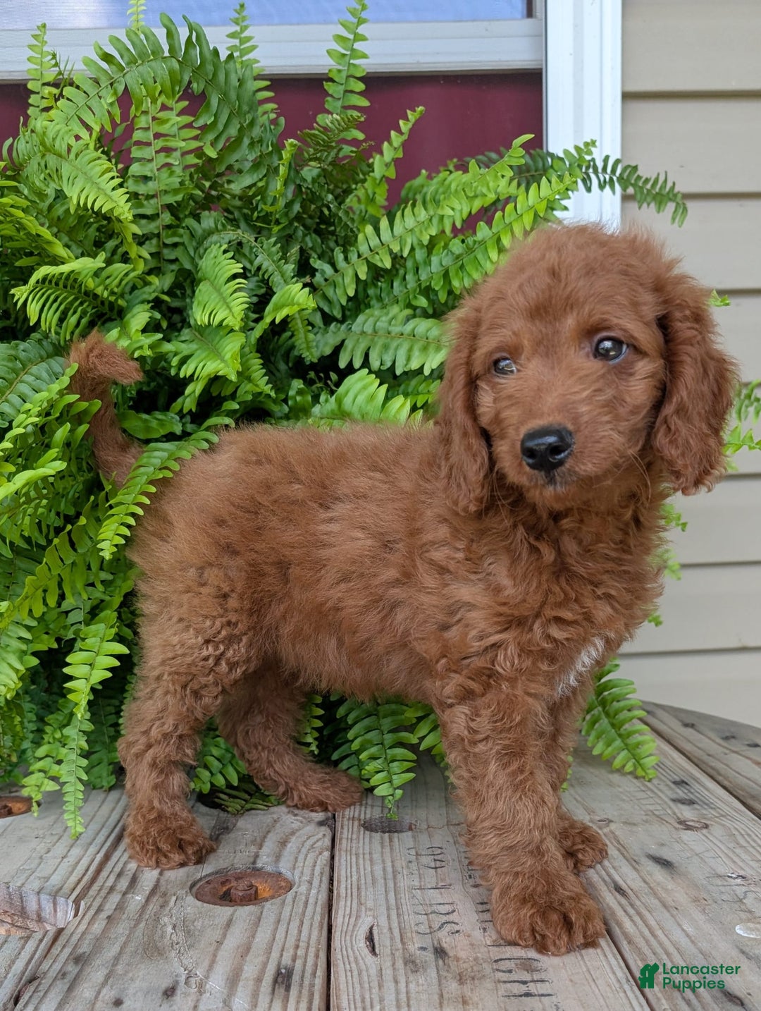Mini Goldendoodle dogs for sale: Mini -coner - Image 59