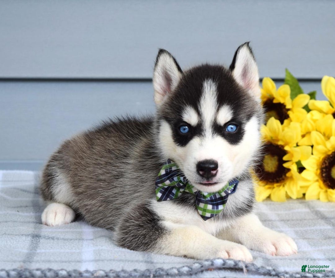 Siberian Husky dogs for sale: Conner - Image 11