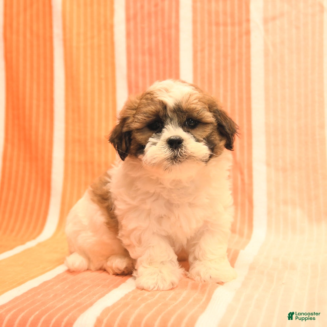 Havanese dogs for sale: Patrick - Image 1