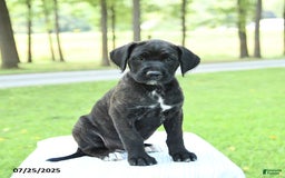 Cane Corso dogs for sale: Meadow - Image 5