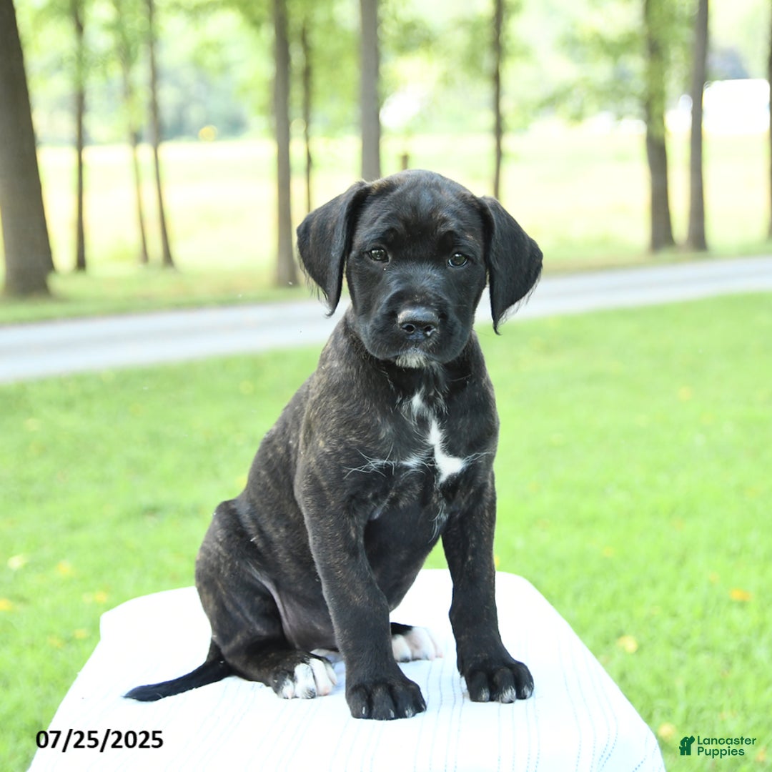 Cane Corso dogs for sale: Meadow - Image 5