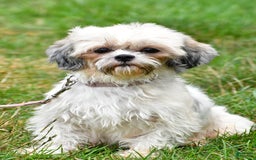 Shih Tzu dogs for sale: Twinkle - Image 7