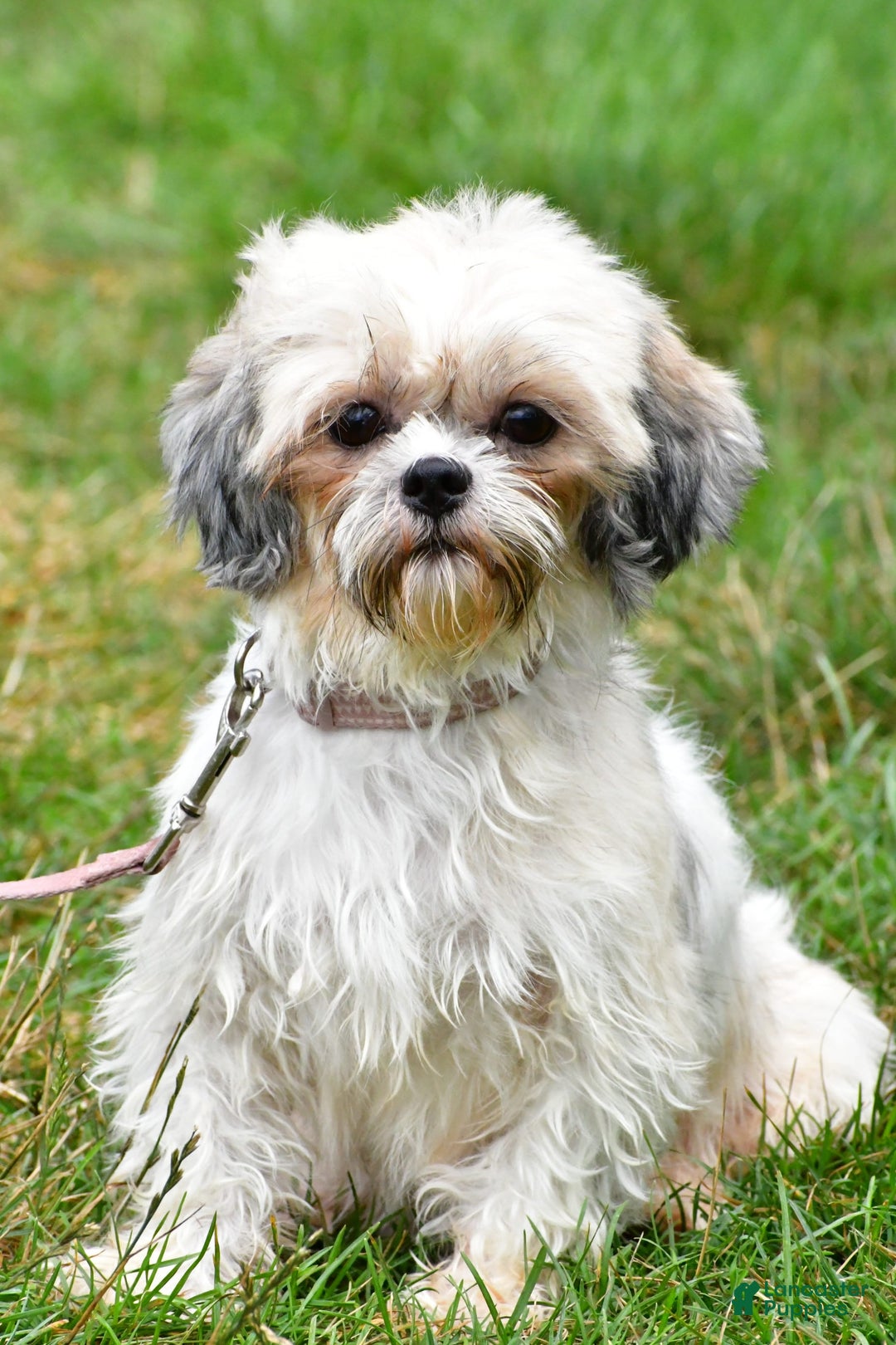 Shih Tzu dogs for sale: Twinkle - Image 7