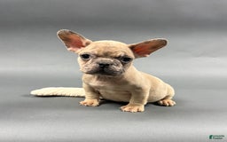 French Bulldog dogs for sale: MELANIE - Image 4