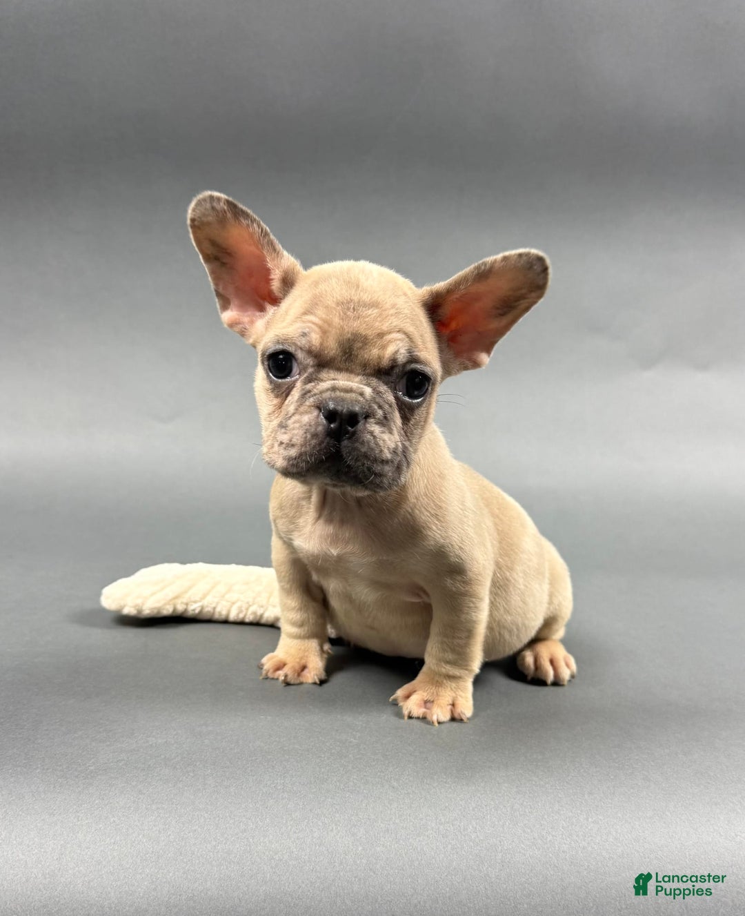 French Bulldog dogs for sale: MELANIE - Image 4
