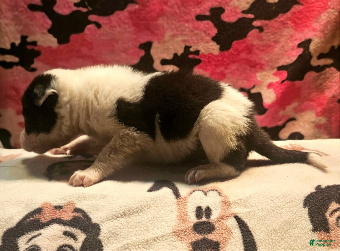 Border Collie dogs for sale: Fasti - Image 18