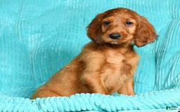 Irish Setter dogs for sale: Maizey - Image 1