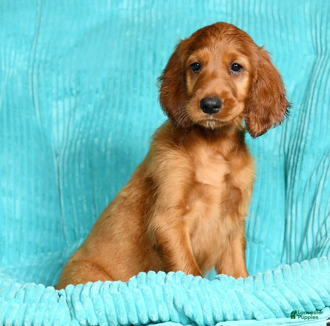 Irish Setter dogs for sale: Maizey - Image 1