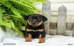 Rottweiler dogs for sale: Rottweiler 9 puppies - Image 13