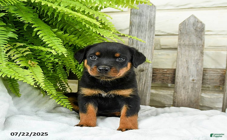 Rottweiler dogs for sale - Ad 5