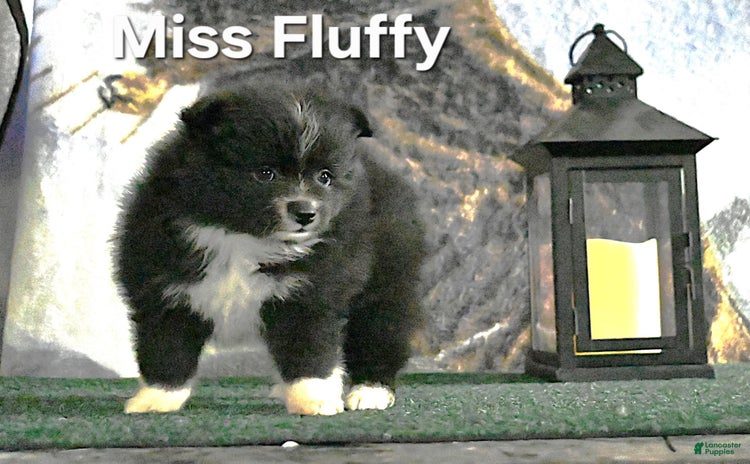 Pomeranian dogs for sale - Ad 2