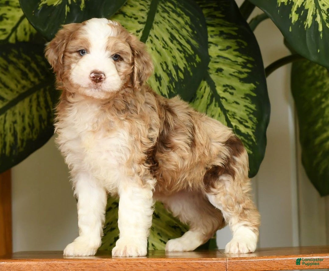 Aussiedoodle dogs for sale: Trixy - Image 8