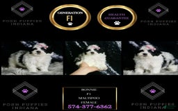 Maltipoo dogs for sale: Bonnie - Image 2