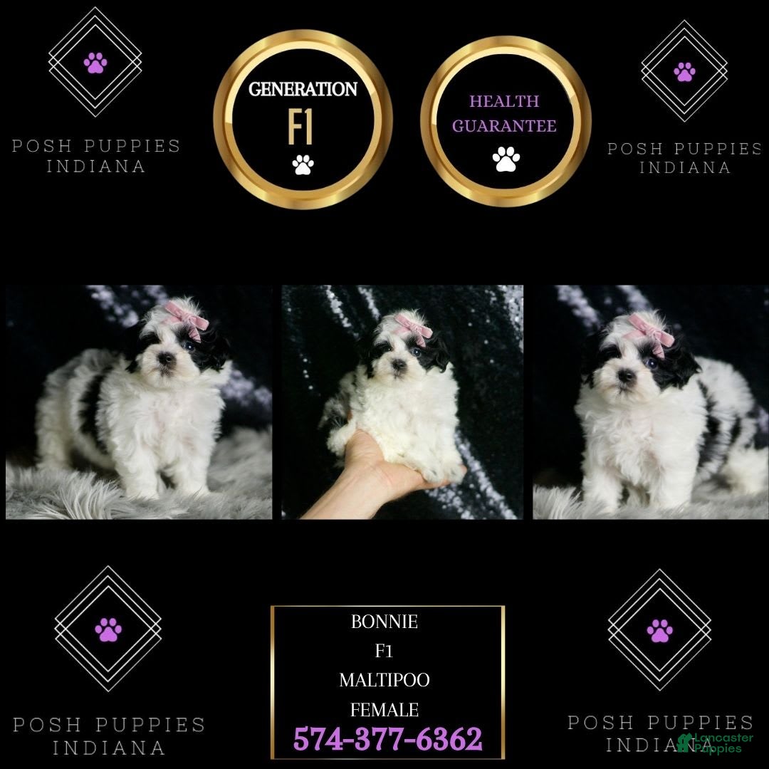 Maltipoo dogs for sale: Bonnie - Image 2