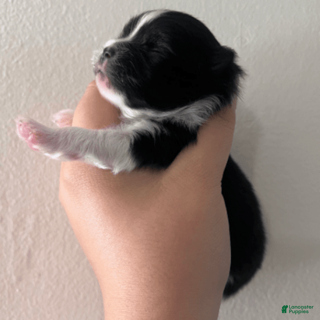Pomeranian dogs for sale: Oasis - Image 2