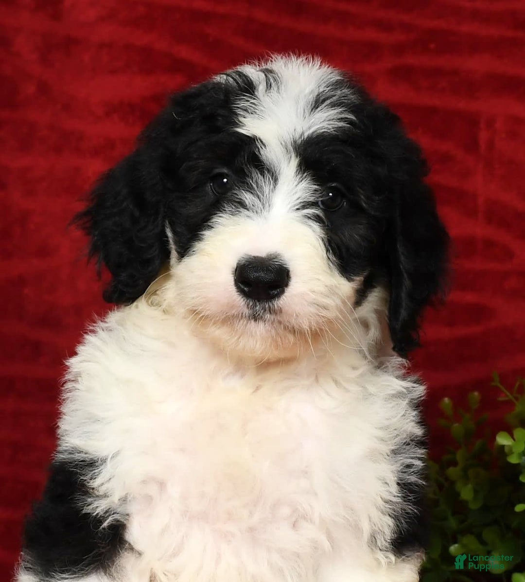 Sheepadoodle dogs for sale: Diesel - Image 1
