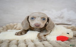 Miniature Dachshund dogs for sale: Dash - Image 1