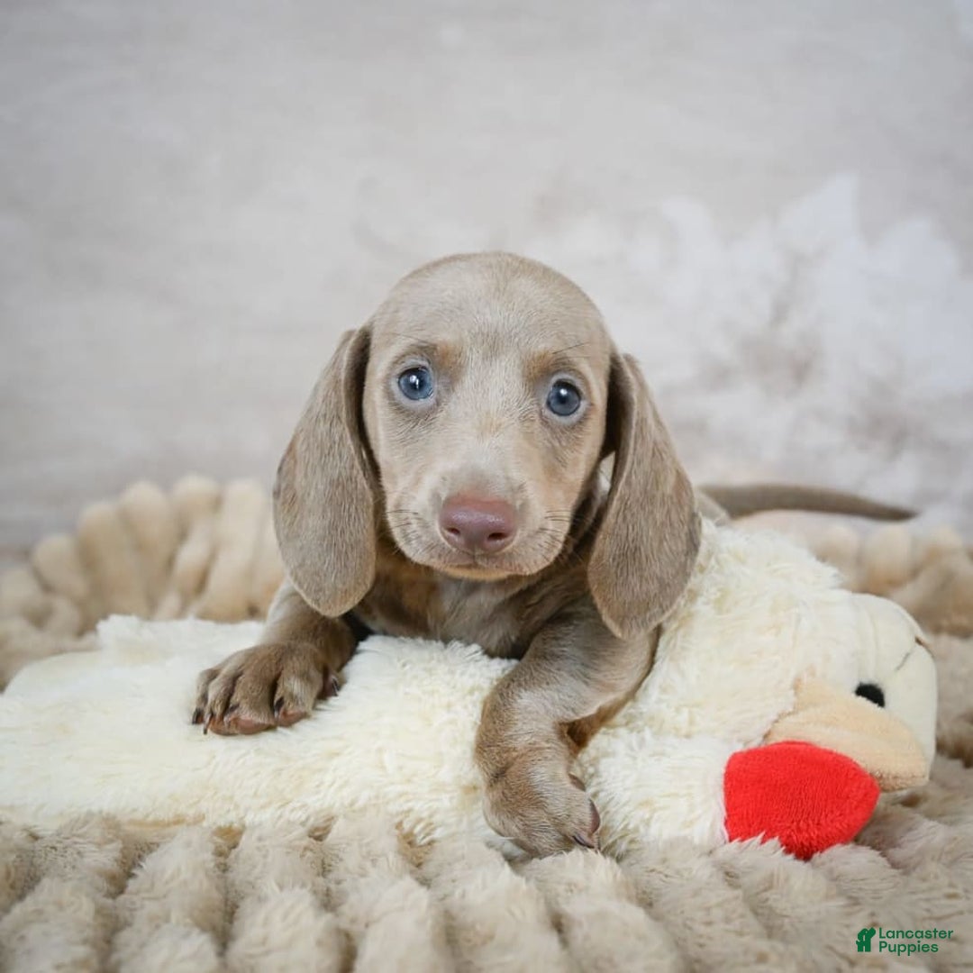 Miniature Dachshund dogs for sale: Dash - Image 1