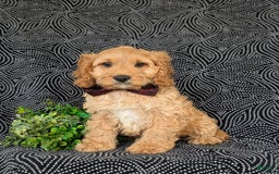 Cockapoo dogs for sale: Fleming - Image 2