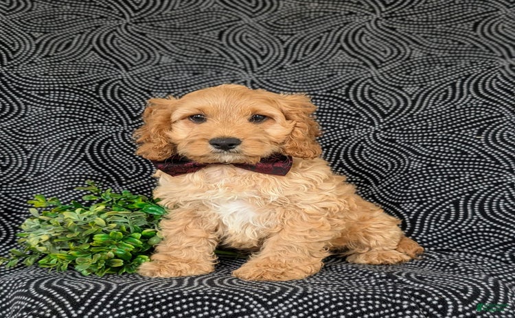 Cockapoo dogs for sale - Ad 4