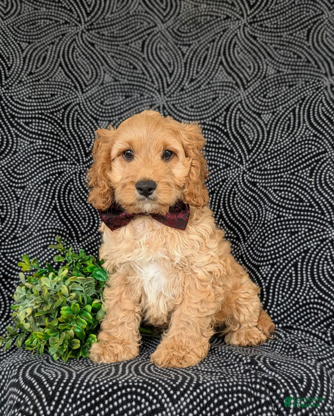 Cockapoo dogs for sale: Fleming - Image 2