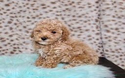 Miniature Poodle dogs for sale: Cedar - Image 5