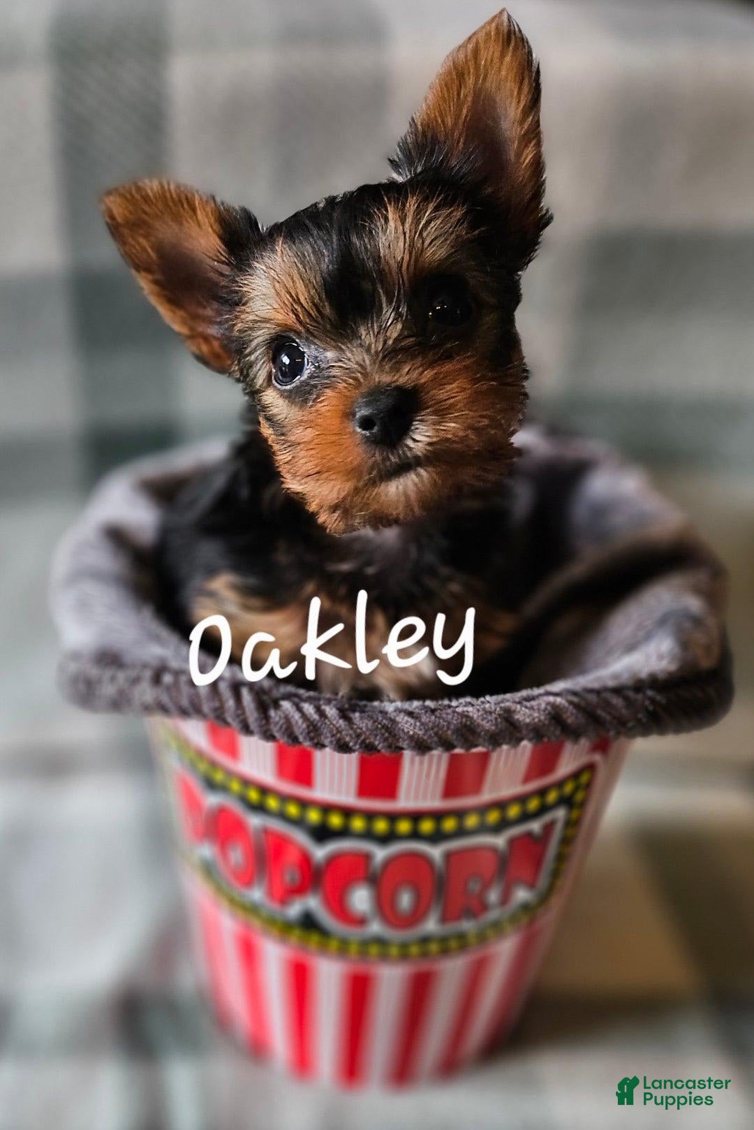 Yorkshire Terrier dogs for sale: Oakley - Image 4