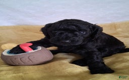 Mini Aussiedoodle dogs for sale: Pepper - Image 5