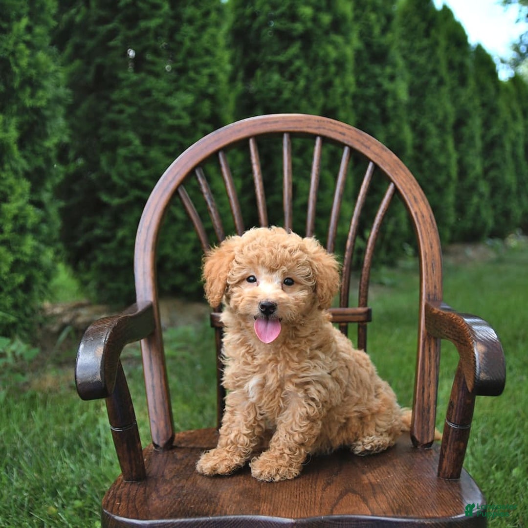 Mini Goldendoodle dogs for sale: Mia - Image 7