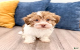 Havanese dogs for sale: Blaze - Image 4