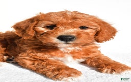  dogs for sale: Rosie - Image 5