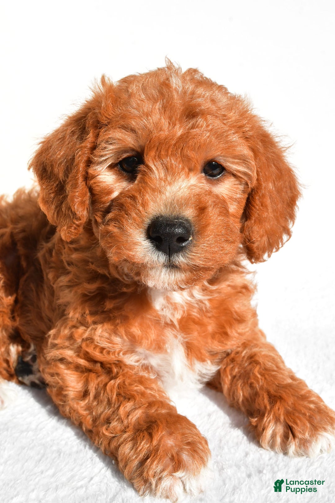  dogs for sale: Rosie - Image 5