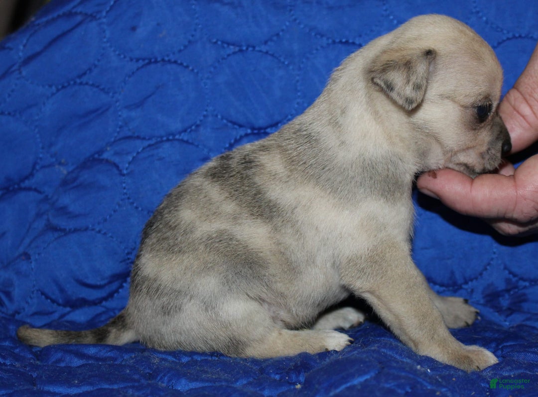 Chihuahua dogs for sale: Parker - Image 3