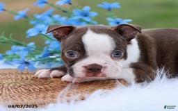 Boston Terrier dogs for sale: Dakota - Image 2