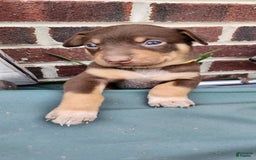 Catahoula Leopard Dog dogs for sale: Bronx - Image 4