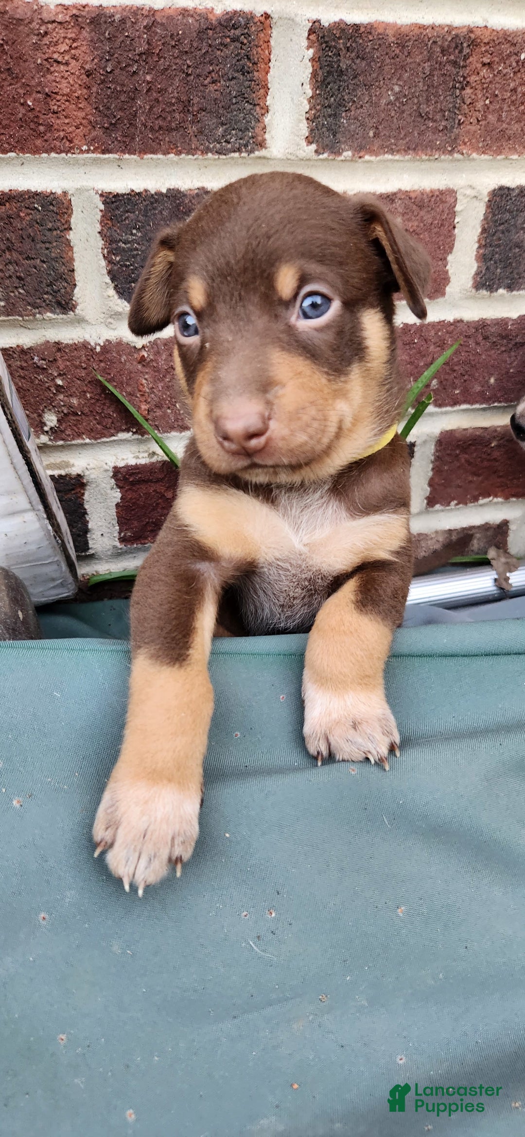 Catahoula Leopard Dog dogs for sale: Bronx - Image 4