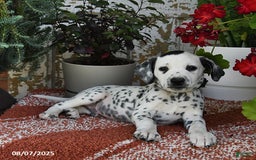Dalmatian dogs for sale: Smoke - Image 1