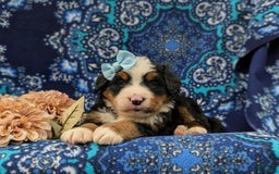 Bernese Mountain Dog dogs for sale: Emma - Image 10