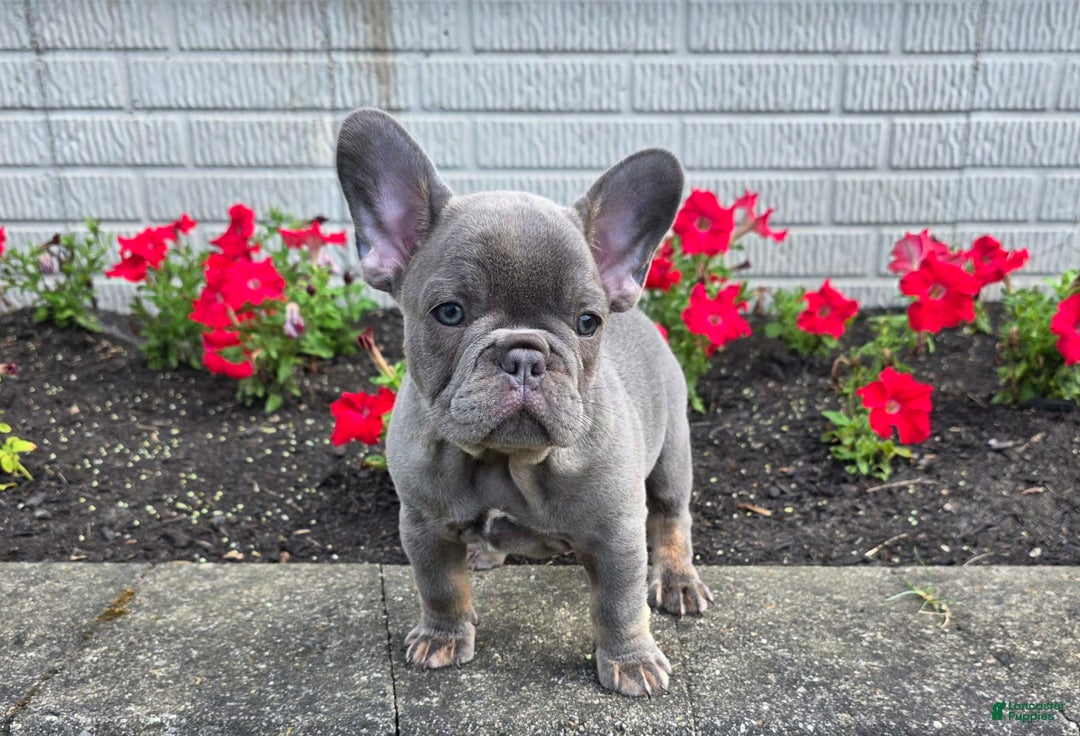 French Bulldog dogs for sale: Remi - Image 5