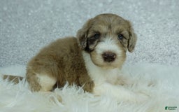 Newfypoo dogs for sale: Koda F1b - Image 2