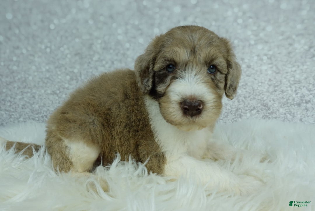 Newfypoo dogs for sale: Koda F1b - Image 2