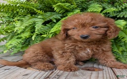 Mini Goldendoodle dogs for sale: Mini -lilly - Image 32